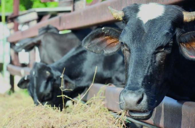 Intercambia Tapia Fonseca con productores agrícolas en Cienfuegos sobre transformaciones en el sector