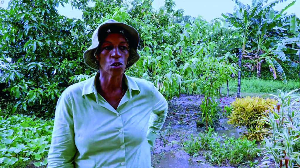 Las Codornices”: un patio en Pinar del Río donde se cultiva resiliencia