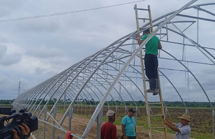 Entre potencialidades y retos avanza producción tabacalera avileña