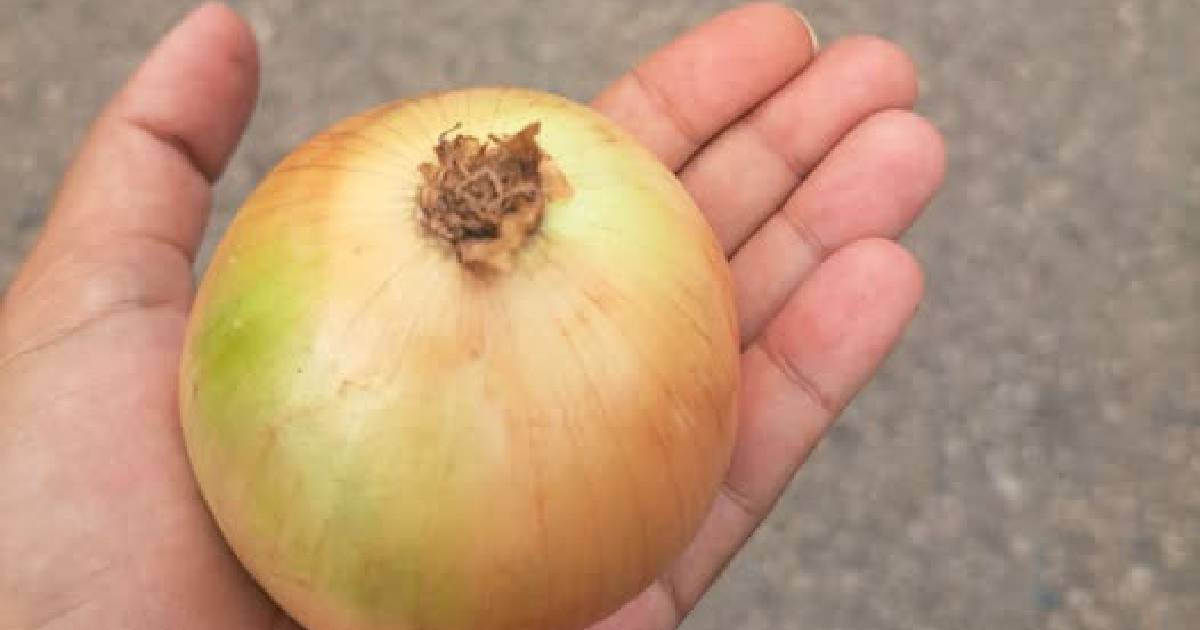 Una cebolla pequeña a 610 CUP: el precio que dejó a una habanera pensando en el ratoncito Pérez