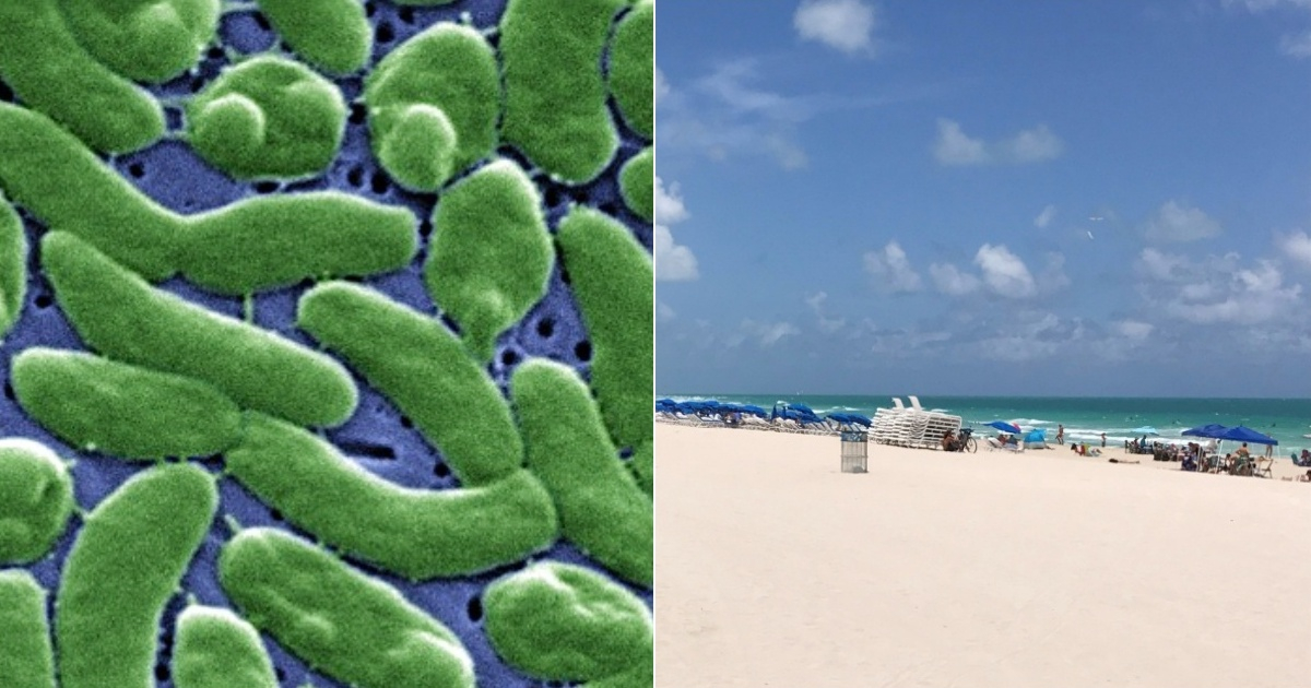 Florida registra quinta muerte por rara bacteria «come carne» en 2026