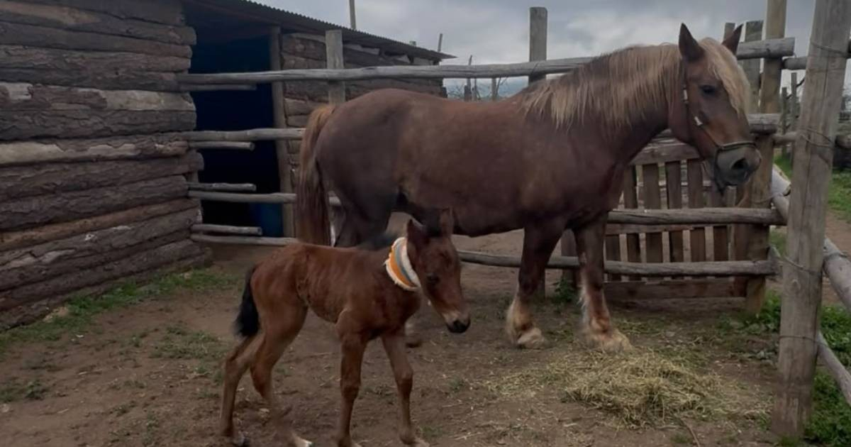 Dos científicos cubanos logran clonar por primera vez un caballo en Chile