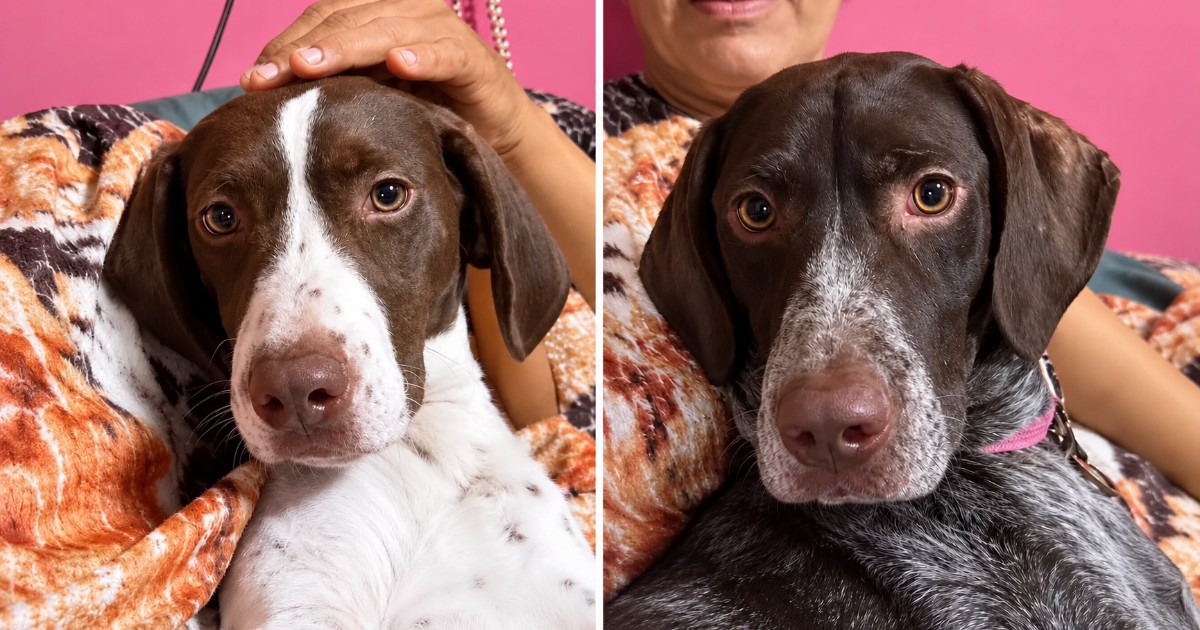 Se recuperaron, pero siguen sin hogar: Buscan familia para dos perros rescatados de una propiedad vinculada a Raúl Torres