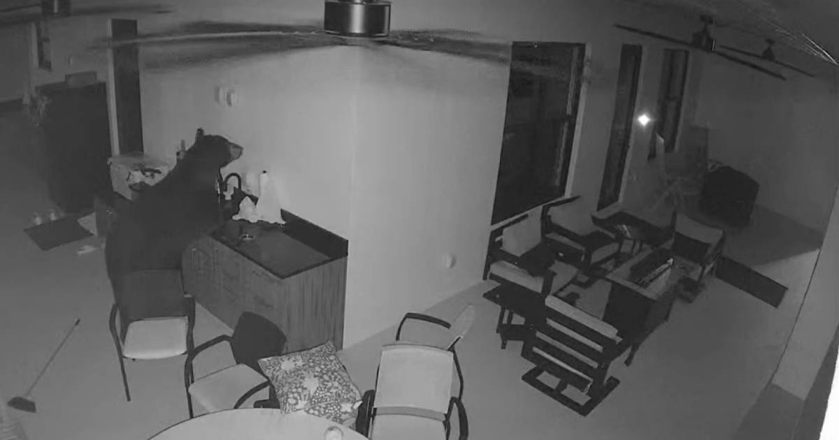Oso entra al patio de una casa en Florida, abre un refrigerador y se lleva una bebida: todo quedó grabado