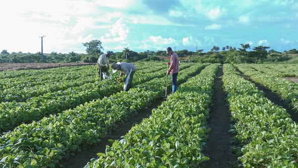 Recorren áreas tabacaleras y de interés económico