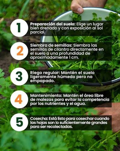 Cilantro, una condimentosa de amplia demanda