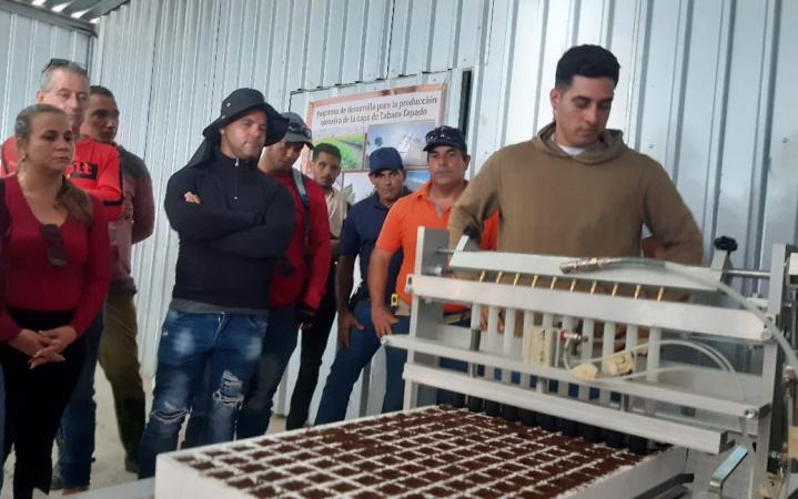 Avanza en Sancti Spíritus  programa para la producción intensiva de capa de tabaco (+fotos)