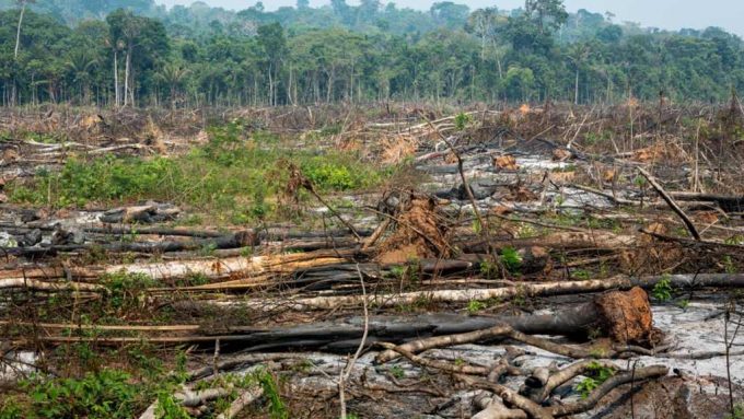 Amazonía colombiana perdió más de mil hectáreas en segundo trimestre
