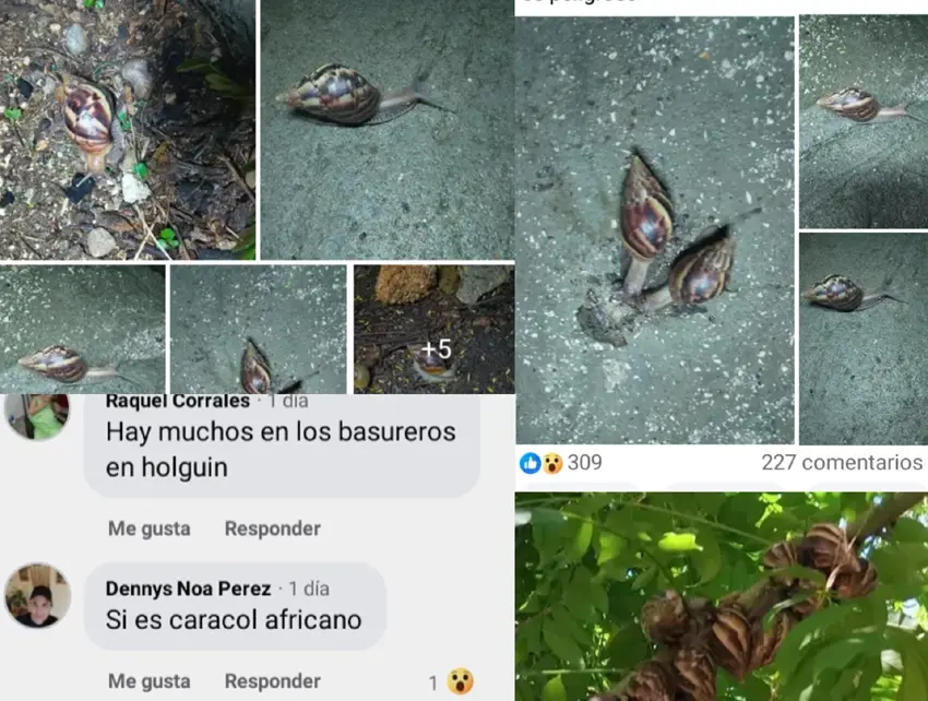 Alertan sobre posible presencia del caracol gigante africano en Holguín