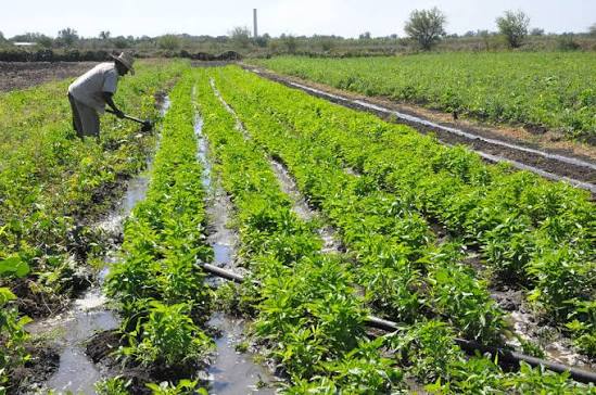 Para incentivar el desarrollo agrícola en el campo