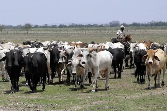 Sembrando Vida beneficiará producción de alimentos en Río Cauto
