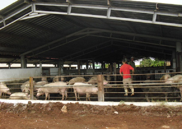 Tahón a la vanguardia de las producciones agropecuarias