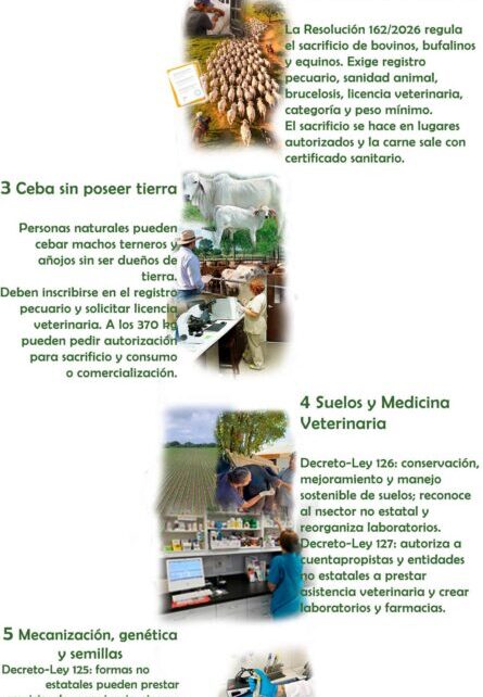 Poner los pies en el campo (II)
