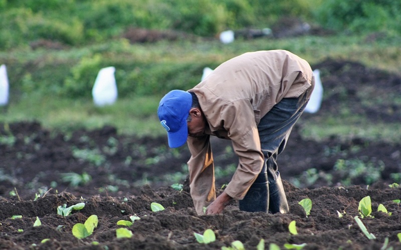 En Sancti Spíritus hay deseo de sembrar tabaco (+fotos)