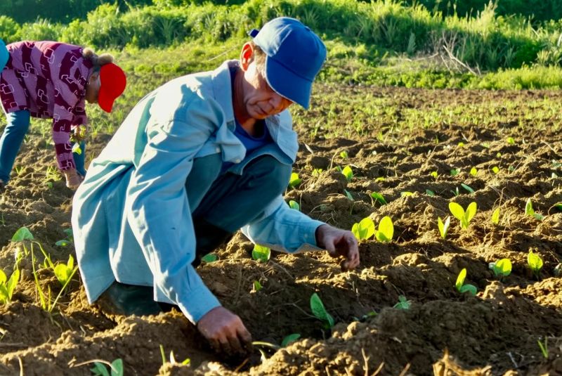 Tabaco holguinero: volver a sembrar pese a las dificultades