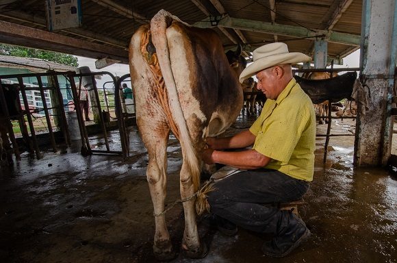 Transformar la ganadería: Nuevas posibilidades de tierra, venta e insumos